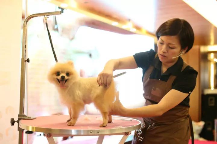 山东青岛爱尔宠物美容学校邀请日本著名宠物美容师讲解正宗日式俊介装的修剪方法
