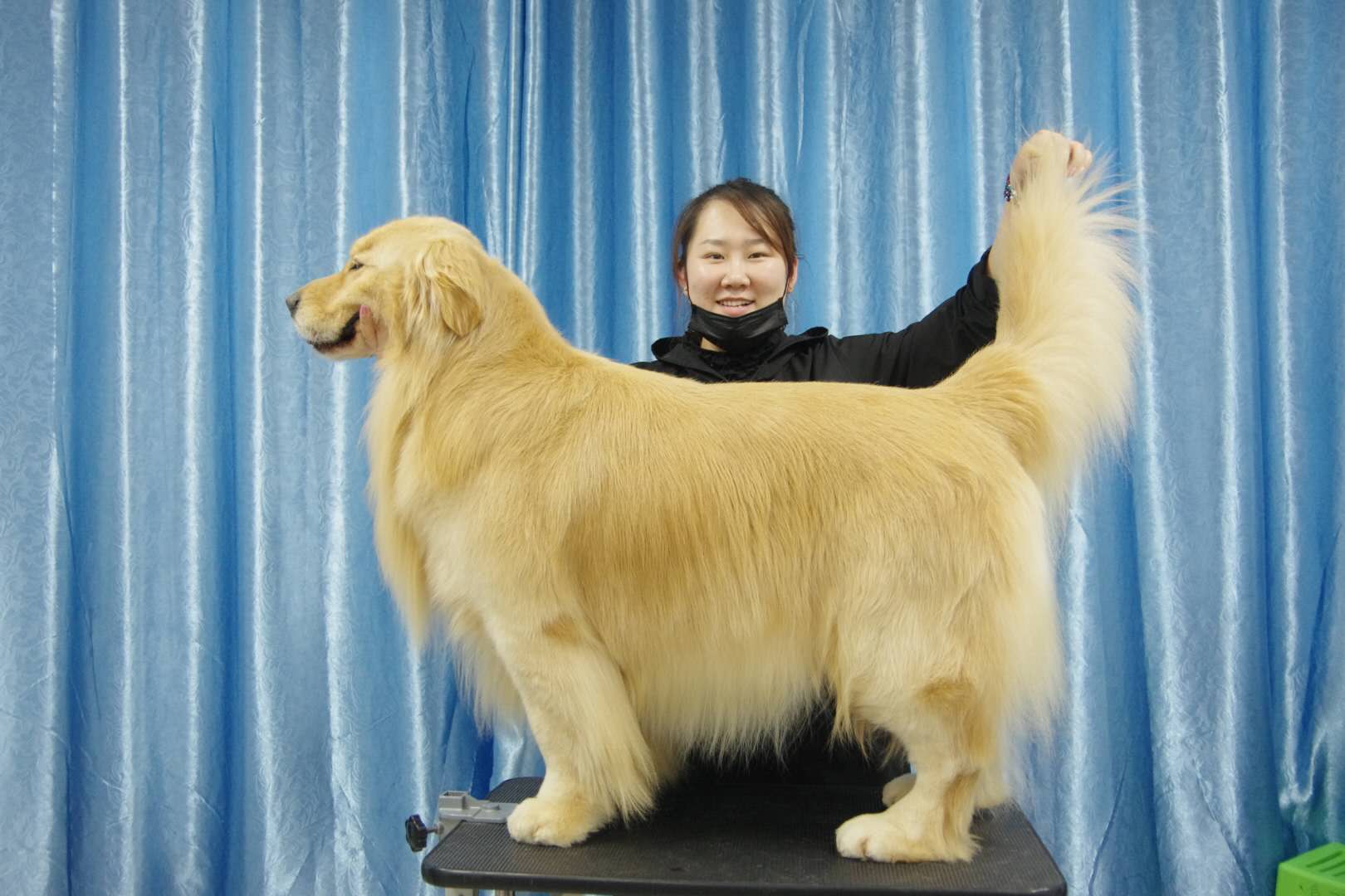 C级班大型犬宠物美容课程，以金毛为例做示范，金毛不只是洗澡而已的哦！