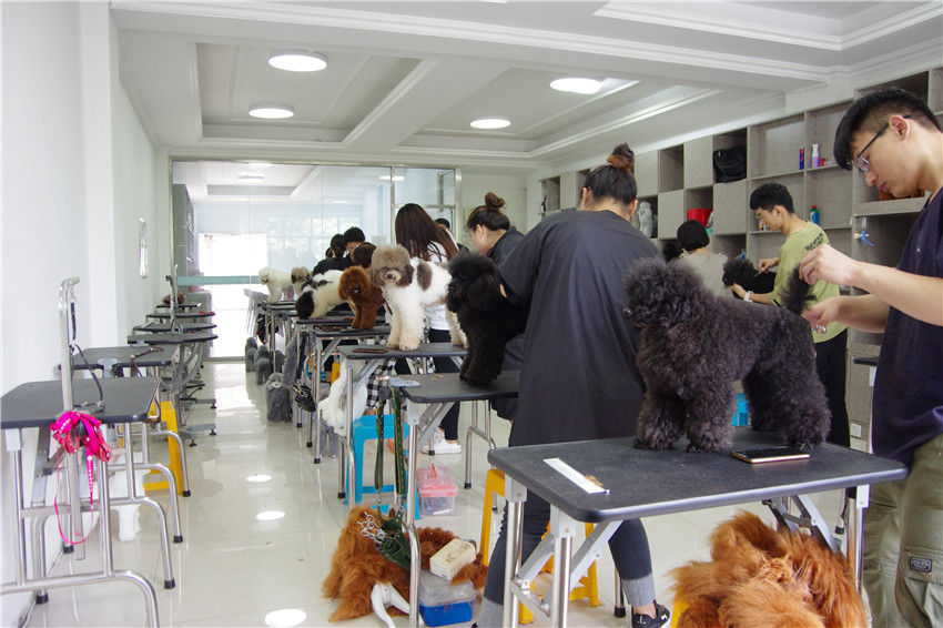 山东青岛爱尔宠物美容学校真狗实操练习，课堂实拍！