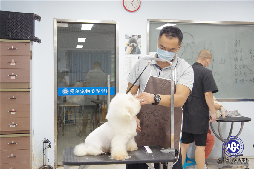山东青岛爱尔宠物美容学校比熊实操课！模特犬优质！