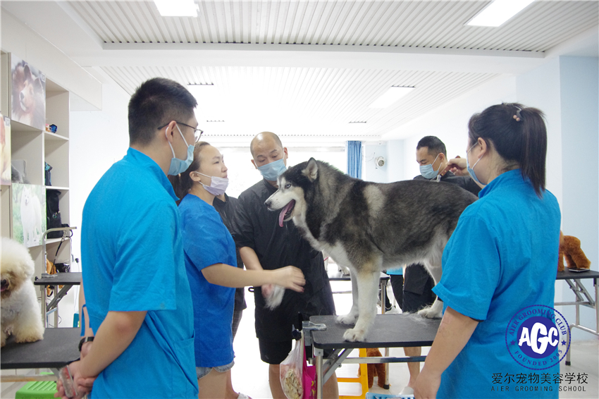 山东青岛爱尔宠物美容学校大型犬实操课！以哈士奇为例讲解大型犬的洗护要点！