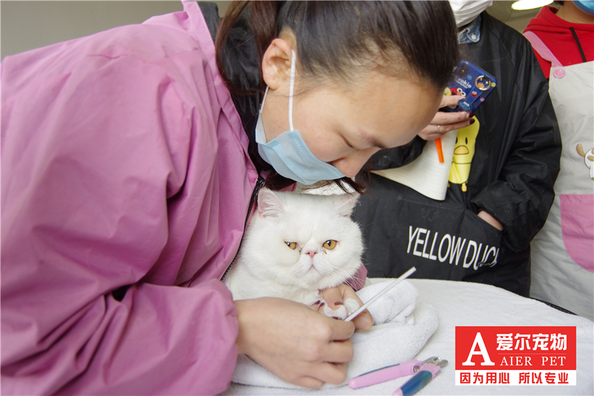 猫咪洗护课程，让猫咪享受高端、专业洗护服务！