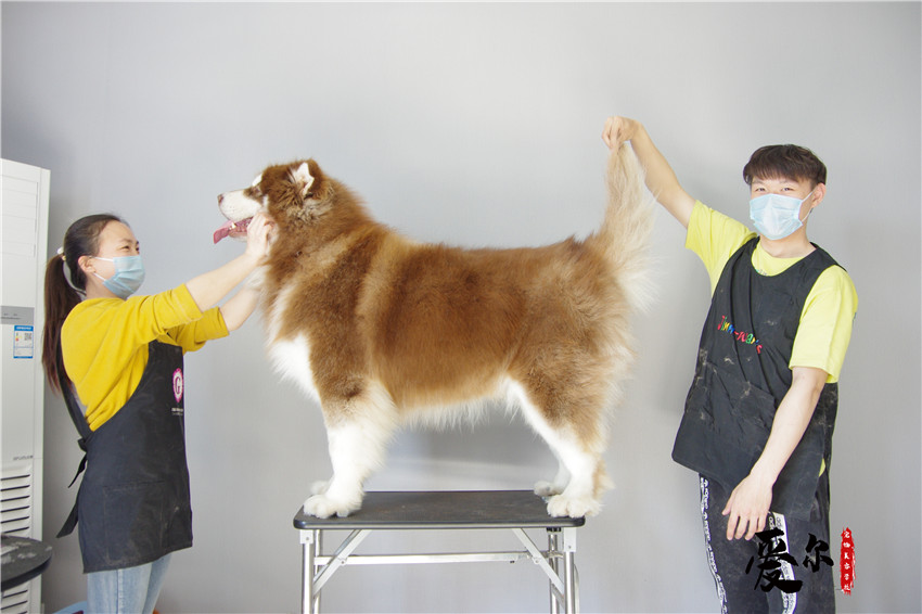 大型犬洗护课，金毛和阿拉斯加洗护！山东青岛爱尔宠物美容学校
